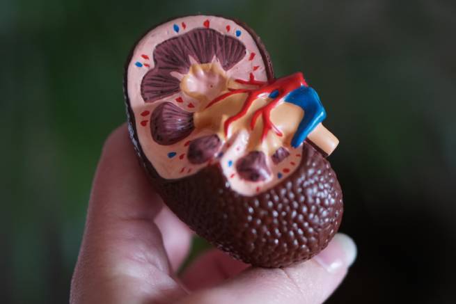 One of the key challenges of kidney disease is managing nutrition, as the kidneys play a vital role in regulating the body's nutrient balance.