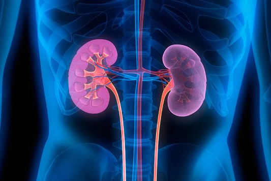 Learn how kidney disease affects your health, the symptoms to watch for, and steps to protect your kidneys. Discover prevention tips, nutrition strategies, and how Vidafuel protein drinks support kidney-friendly wellness.